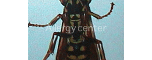 allergie-aux-venins allergie-aux-venins