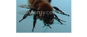 allergies-aux-venins-d’insectes