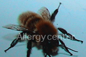 allergies-aux-venins-d’insectes