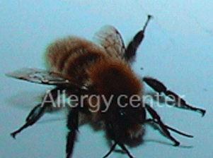allergies-aux-venins-d’insectes